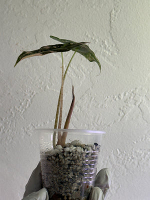 Sanderiana Nobilis Pink/Albo high var