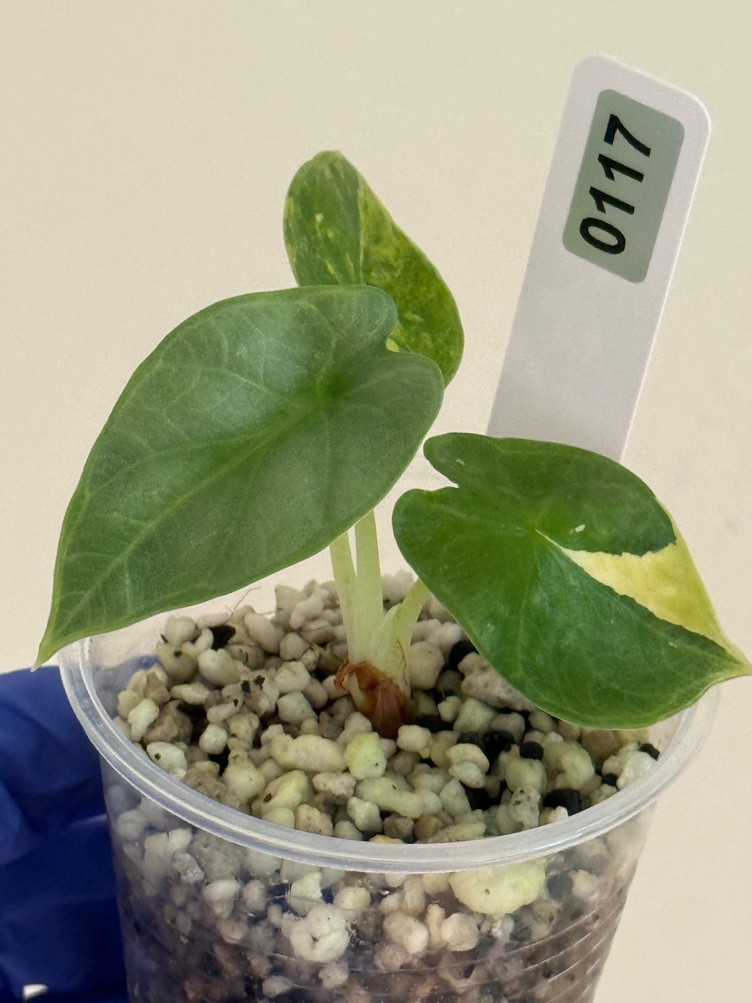 Silver dragon aurea + delta force grower’s choice