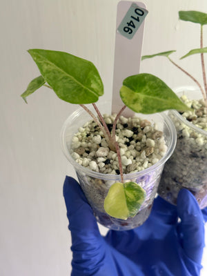 Alocasia heterophylla metalic blue last payment - next day saver