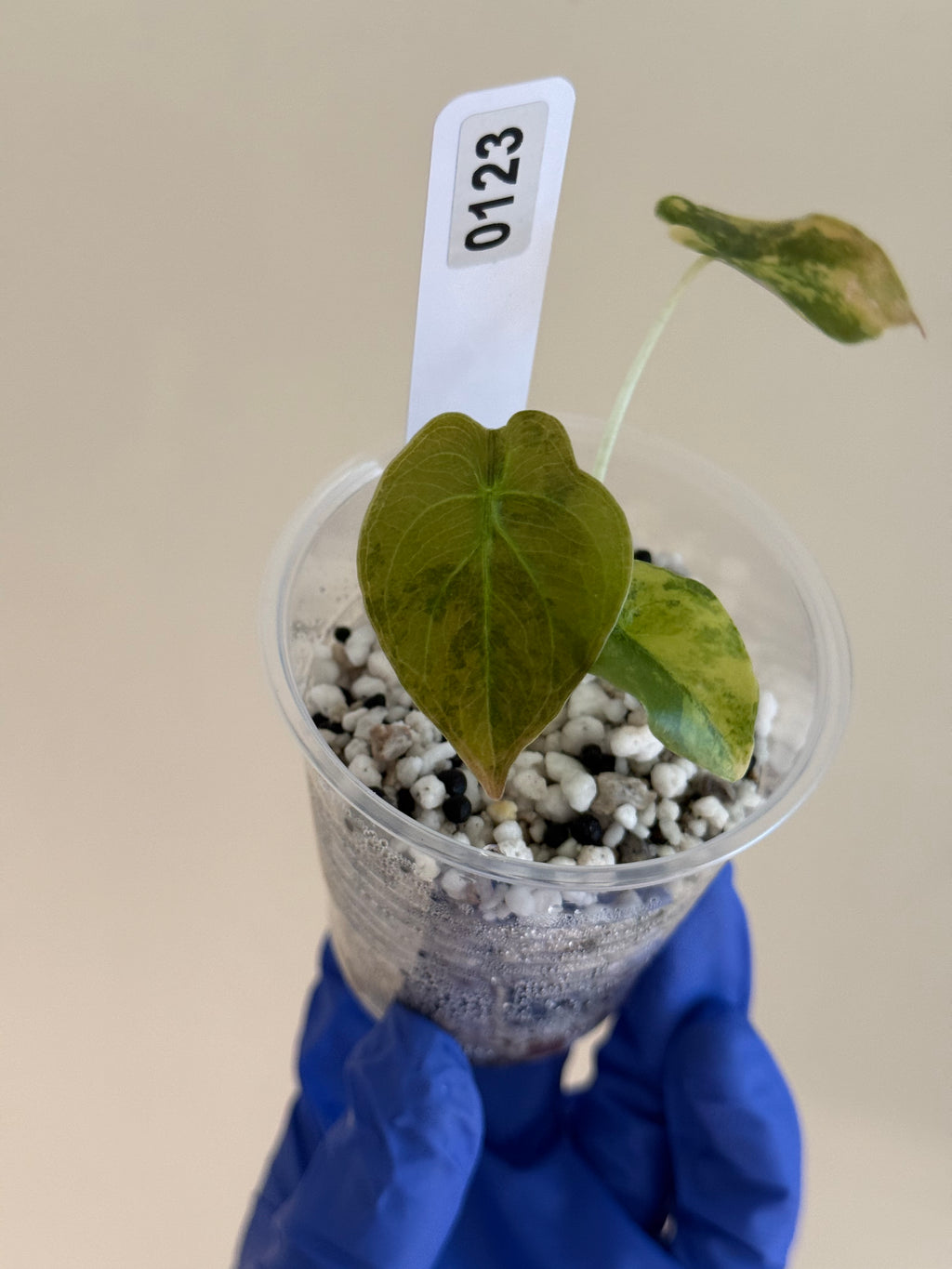 Alocasia cuprea gold/aurea