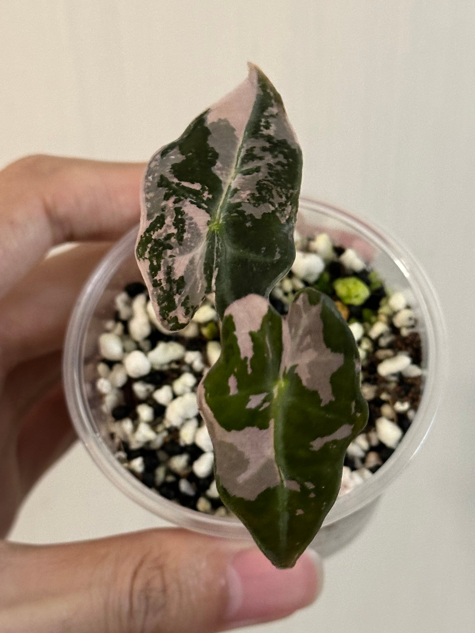 Alocasia Sanderiana Nobilis Pink/Albo