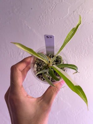 Lisa’s order- Tortum Albo philodendron