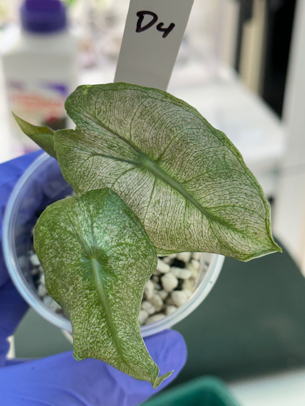 Alocasia Pink Dragon ‘stardust’ D4