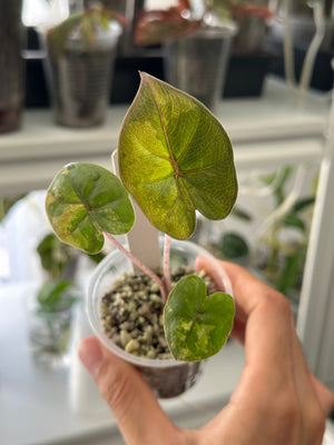 Alocasia Yucatán Princess Aurea- Exact Plant