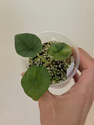 Alocasia nebula minty aurea var