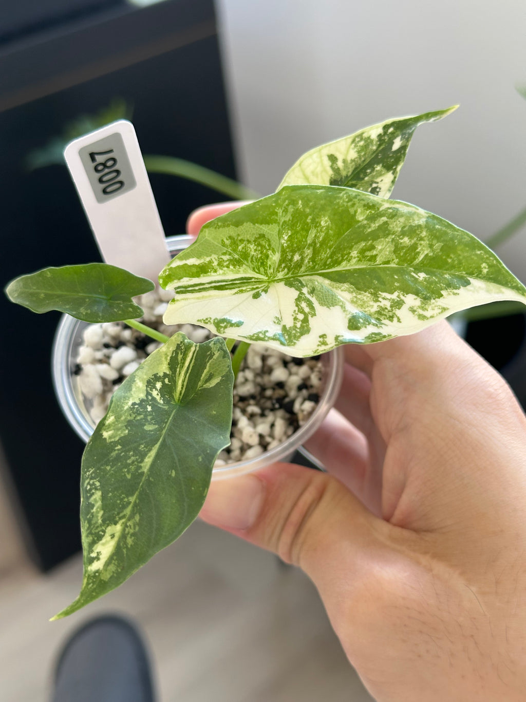 Alocasia Simpo albo var #87