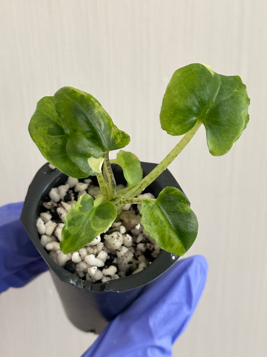 Alocasia Lauterbachiana Mint