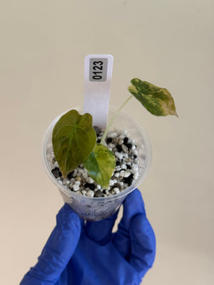 Alocasia cuprea gold/aurea