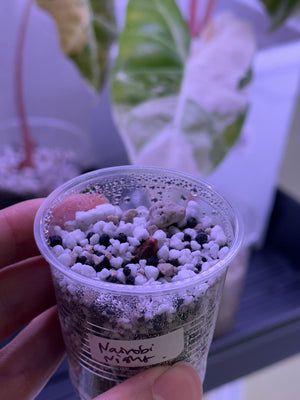 Watsonia Pink + Nairobi Night corm