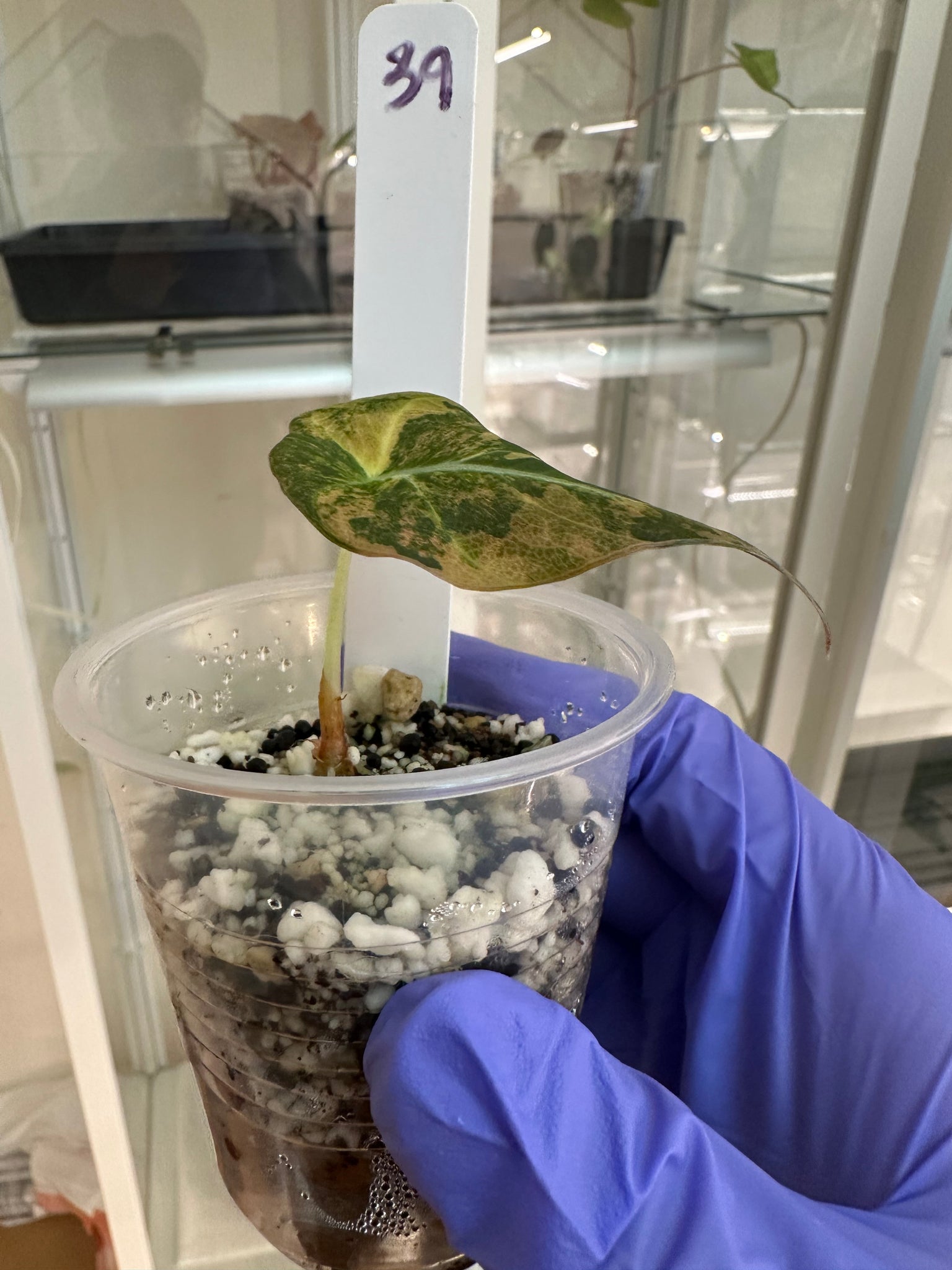 Alocasia black velvet aurea - bundle add on
