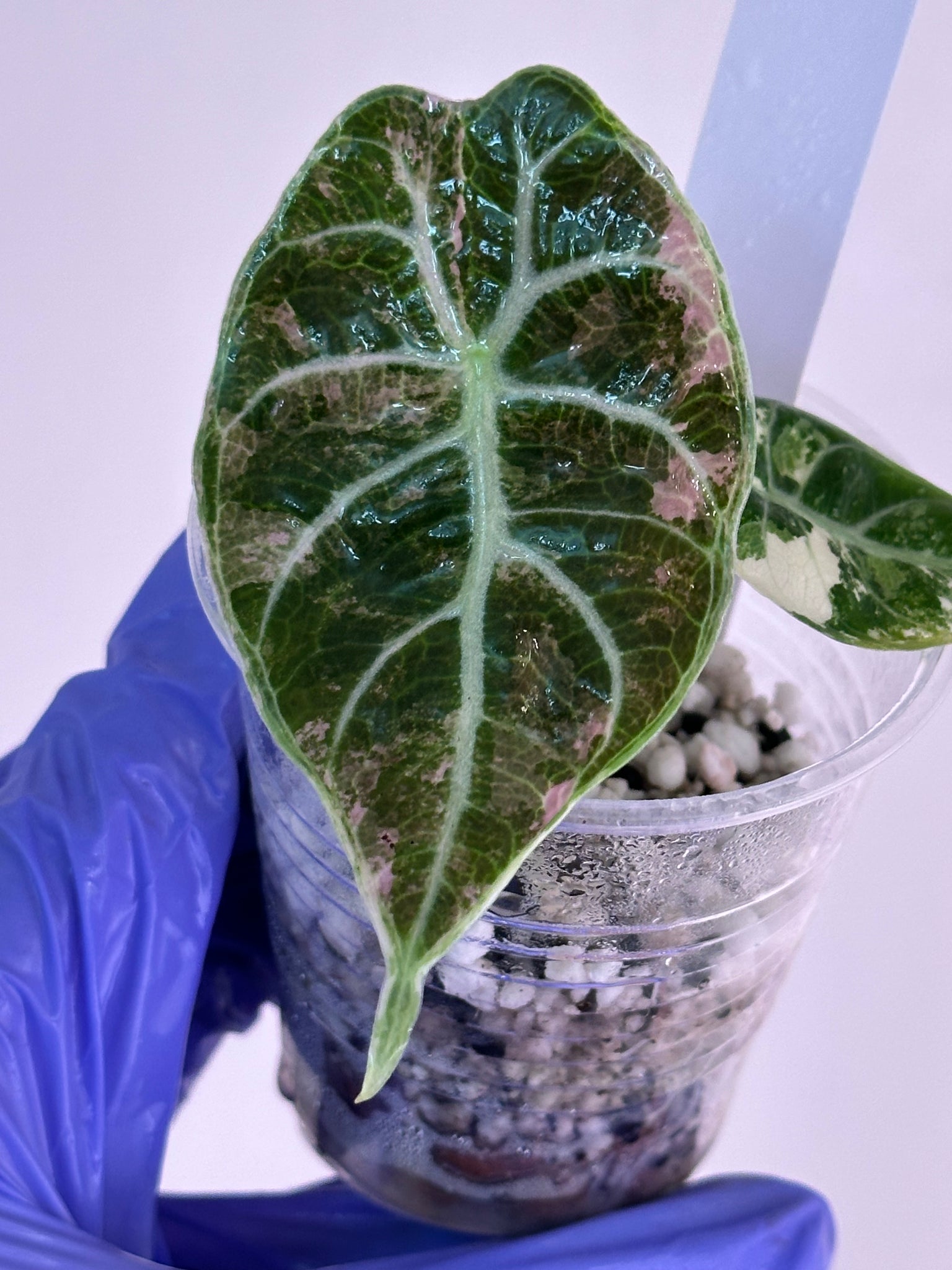 Alocasia Watsonia pink/albo high var