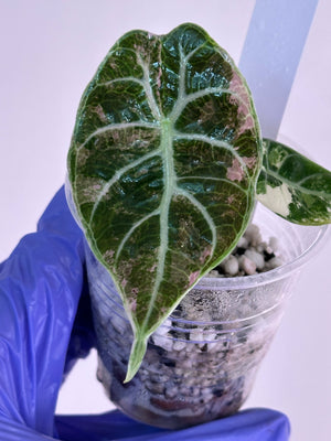 Alocasia Watsonia pink/albo high var