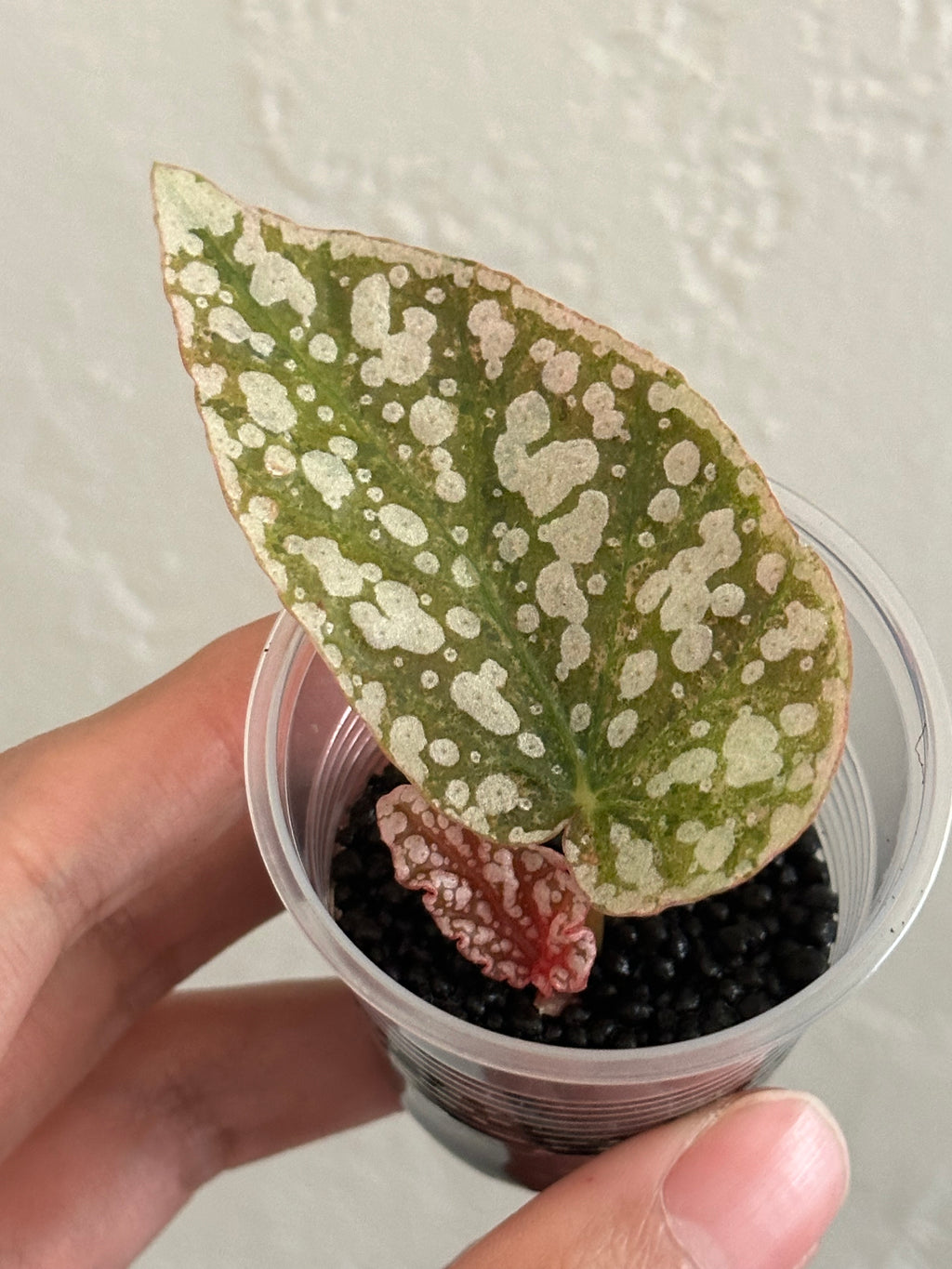 Begonia Snow Capped Variegated Rooted Cutting