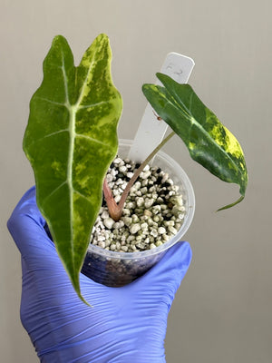 Alocasia Sanderiana Bull Aurea