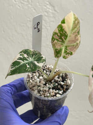 Alocasia Black velvet Pink (grower’s choice)