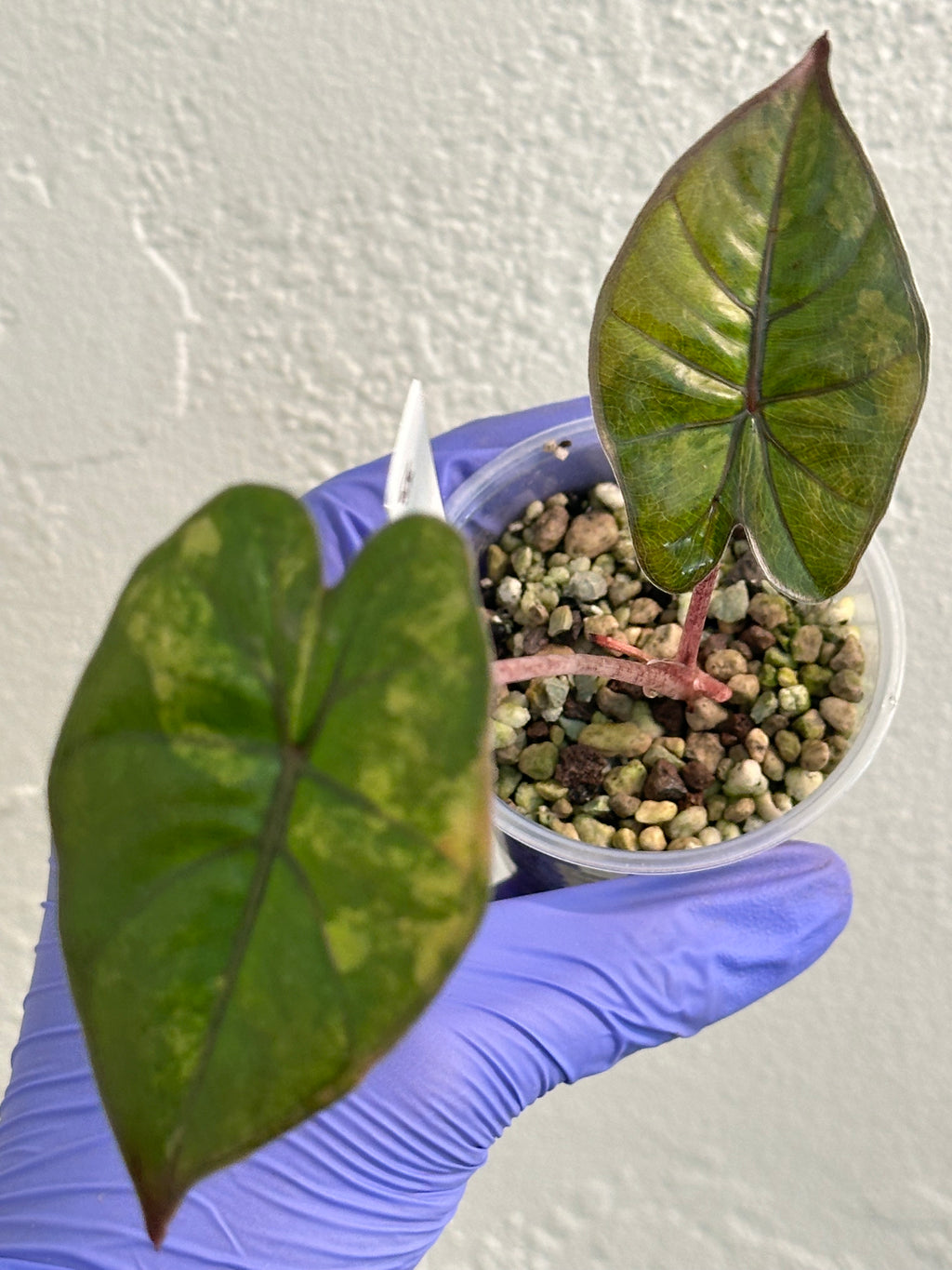 Alocasia Yucatán Princess Aurea high variegation