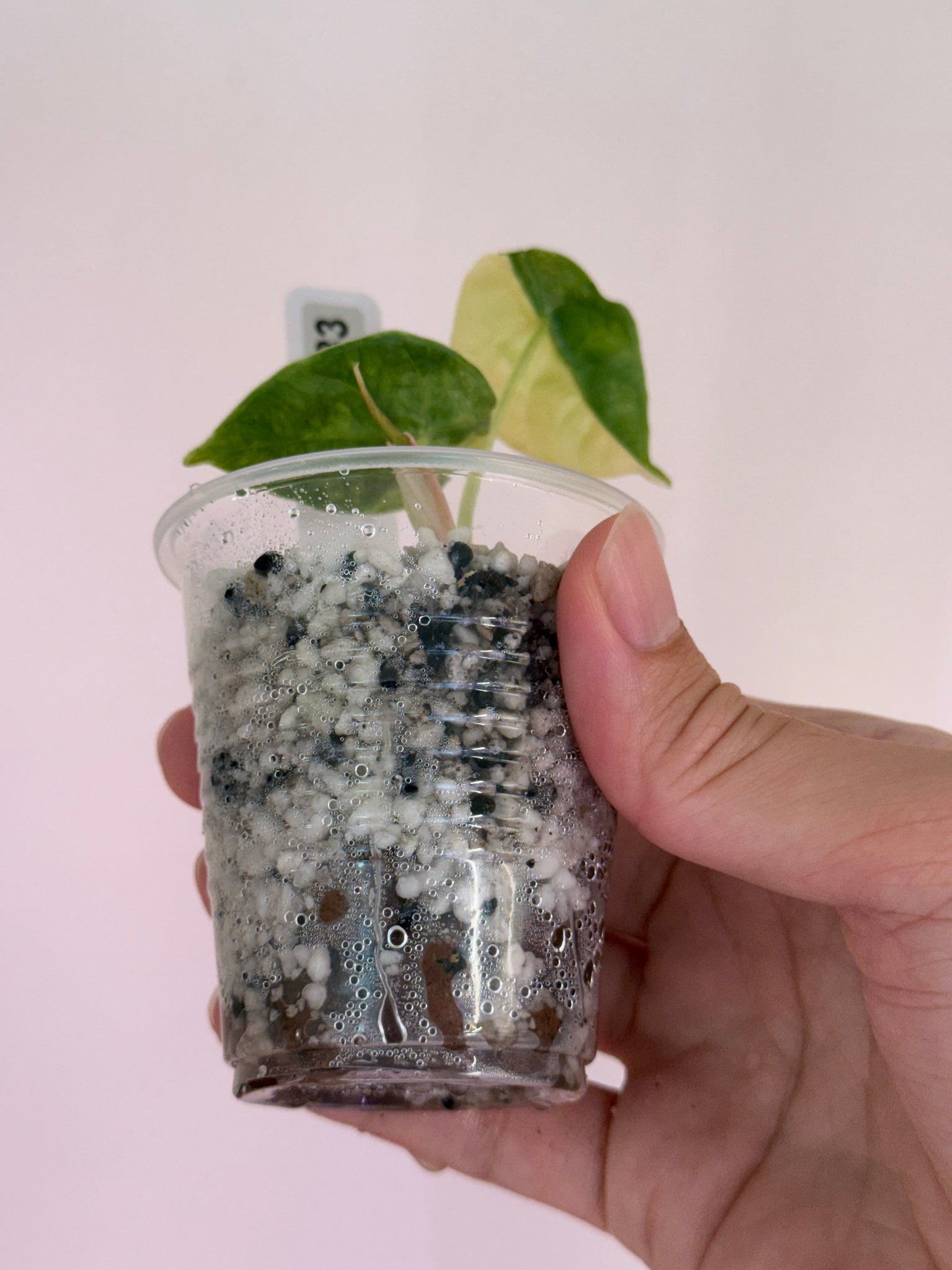 Alocasia Azlanii Aurea var