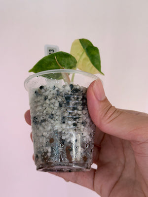 Alocasia Azlanii Aurea var