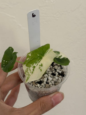 Alocasia Melo Albo high var #6