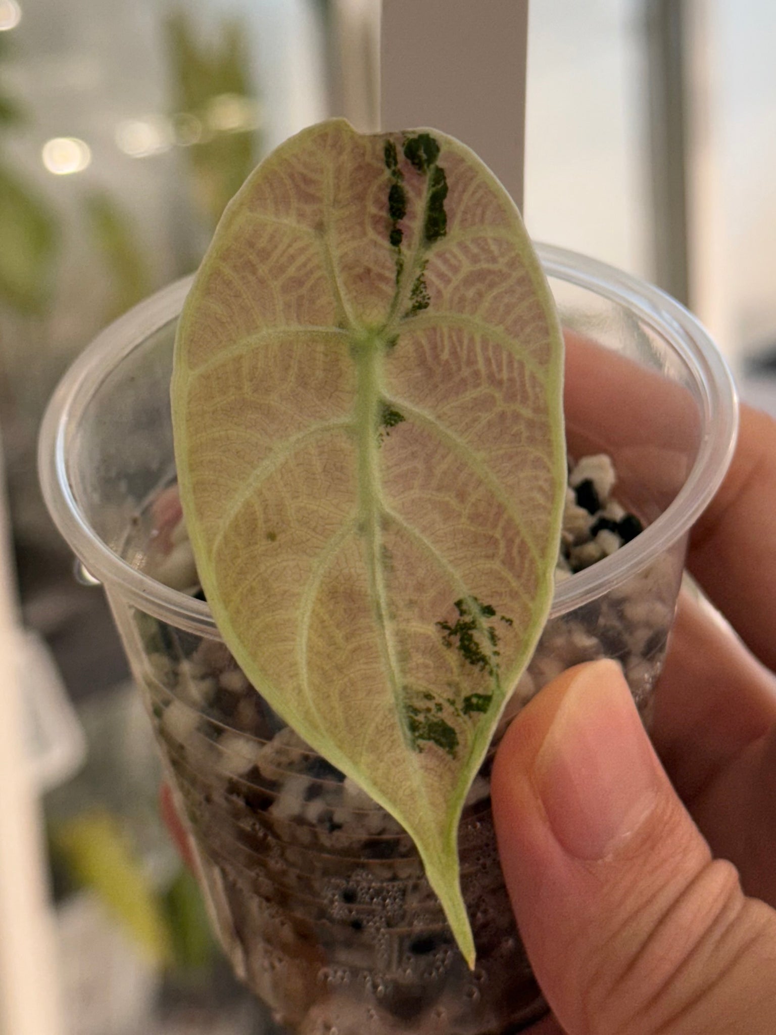 Sanderiana pink discounted- Wentii aurea+ Watsonia pink