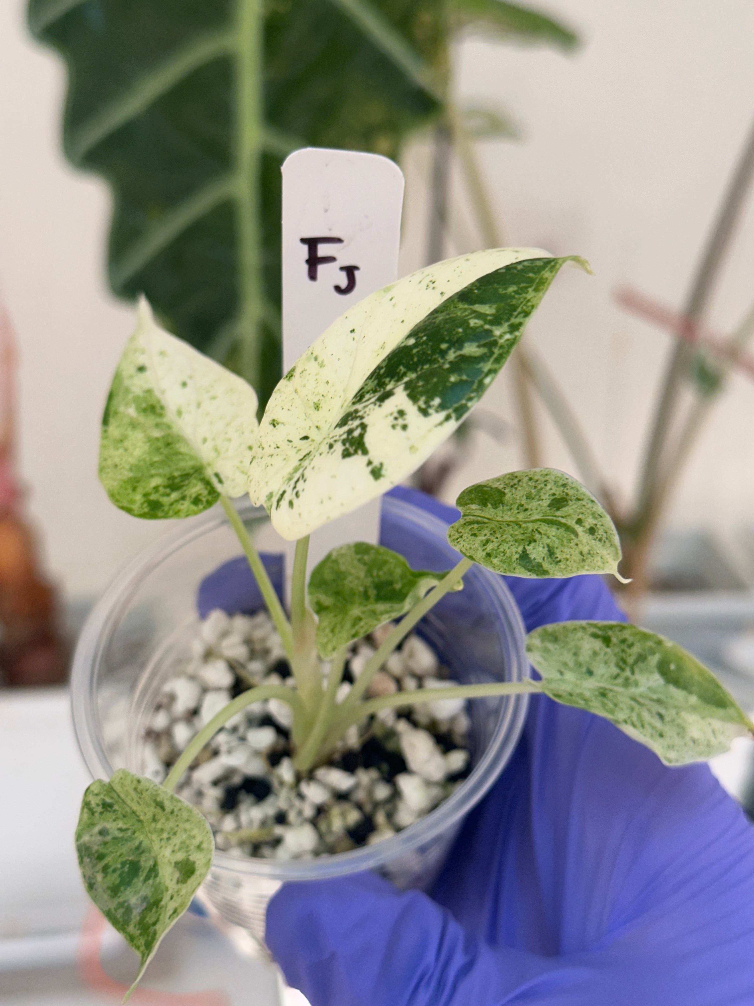 【年中無休】 mint scale dragon Alocasia add-on SOLARMONSTERA – deal その他観葉植物