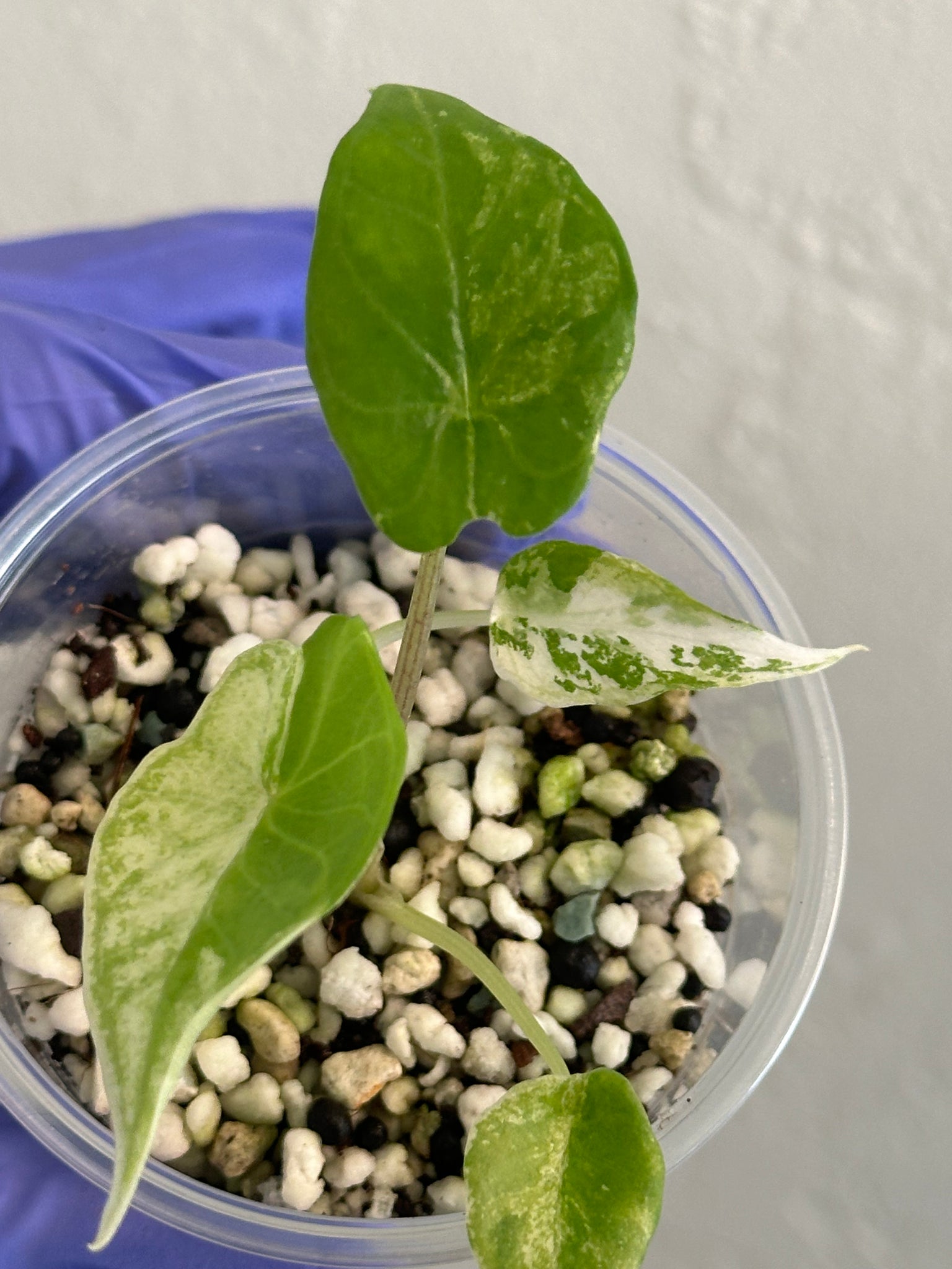 Alocasia Scalprum Albo (Rare)