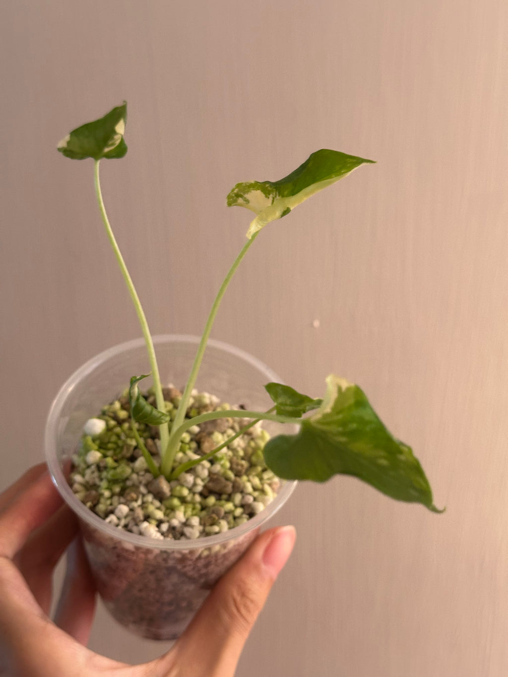 Mason’s order- 1st payment - triangularis- melo albo - Nobilis pink albo