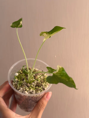 Mason’s order- 1st payment - triangularis- melo albo - Nobilis pink albo