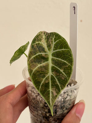 Alocasia Watsonia pink/tricolor #9