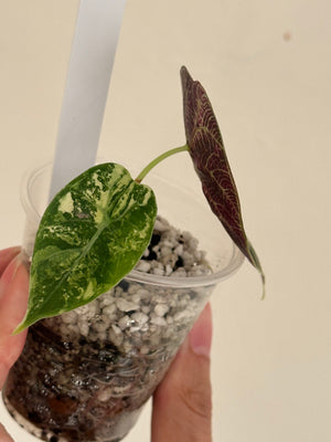 Alocasia Watsonia pink/tricolor #9