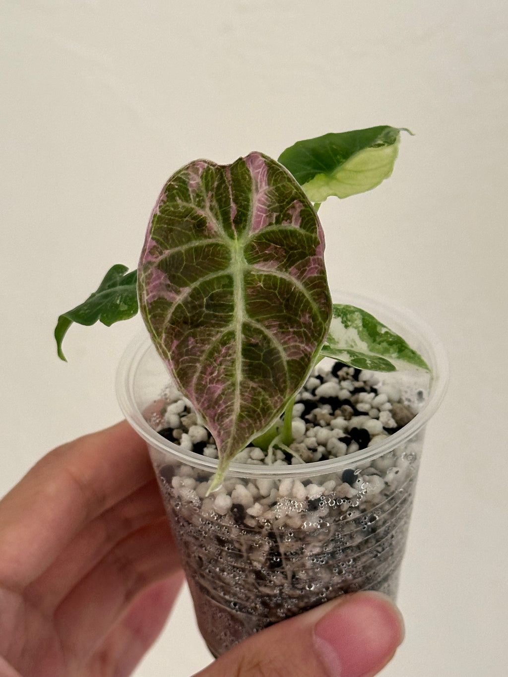 2nd payment For mason- Alocasia Watsonia Pink/Tricolor #20 and dragon scale mint