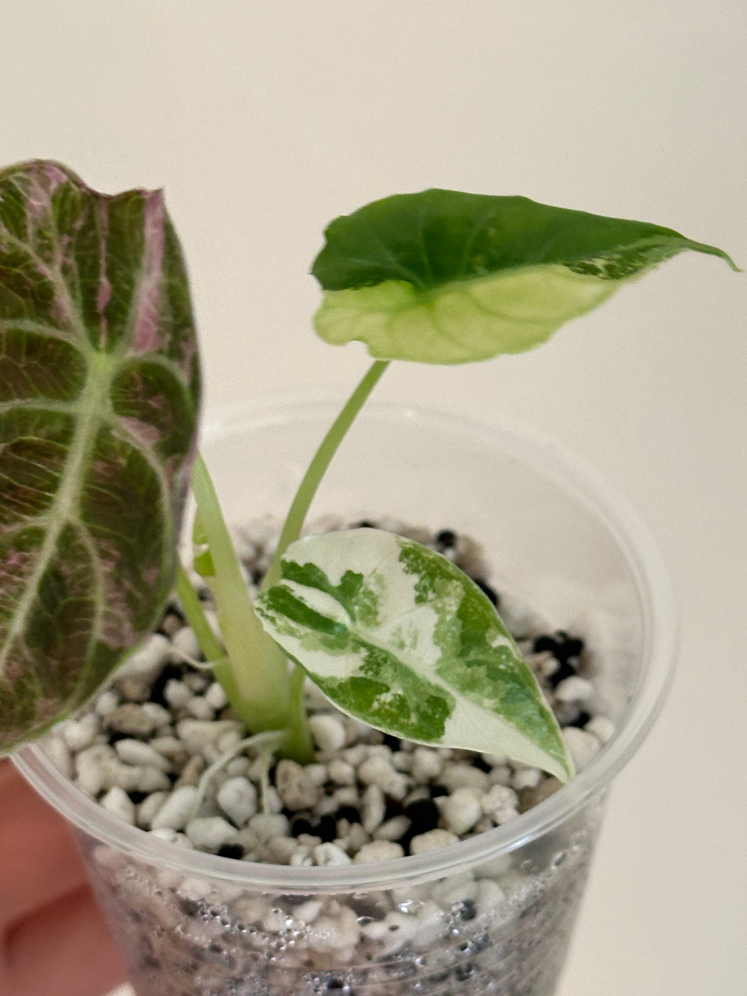 For mason- Alocasia Watsonia Pink/Tricolor 1st payment