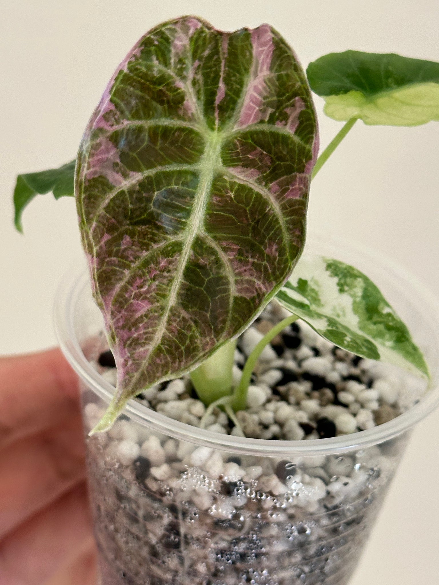 For mason- Alocasia Watsonia Pink/Tricolor 1st payment