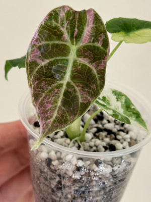 For mason- Alocasia Watsonia Pink/Tricolor 1st payment