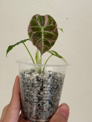 For mason- Alocasia Watsonia Pink/Tricolor 1st payment