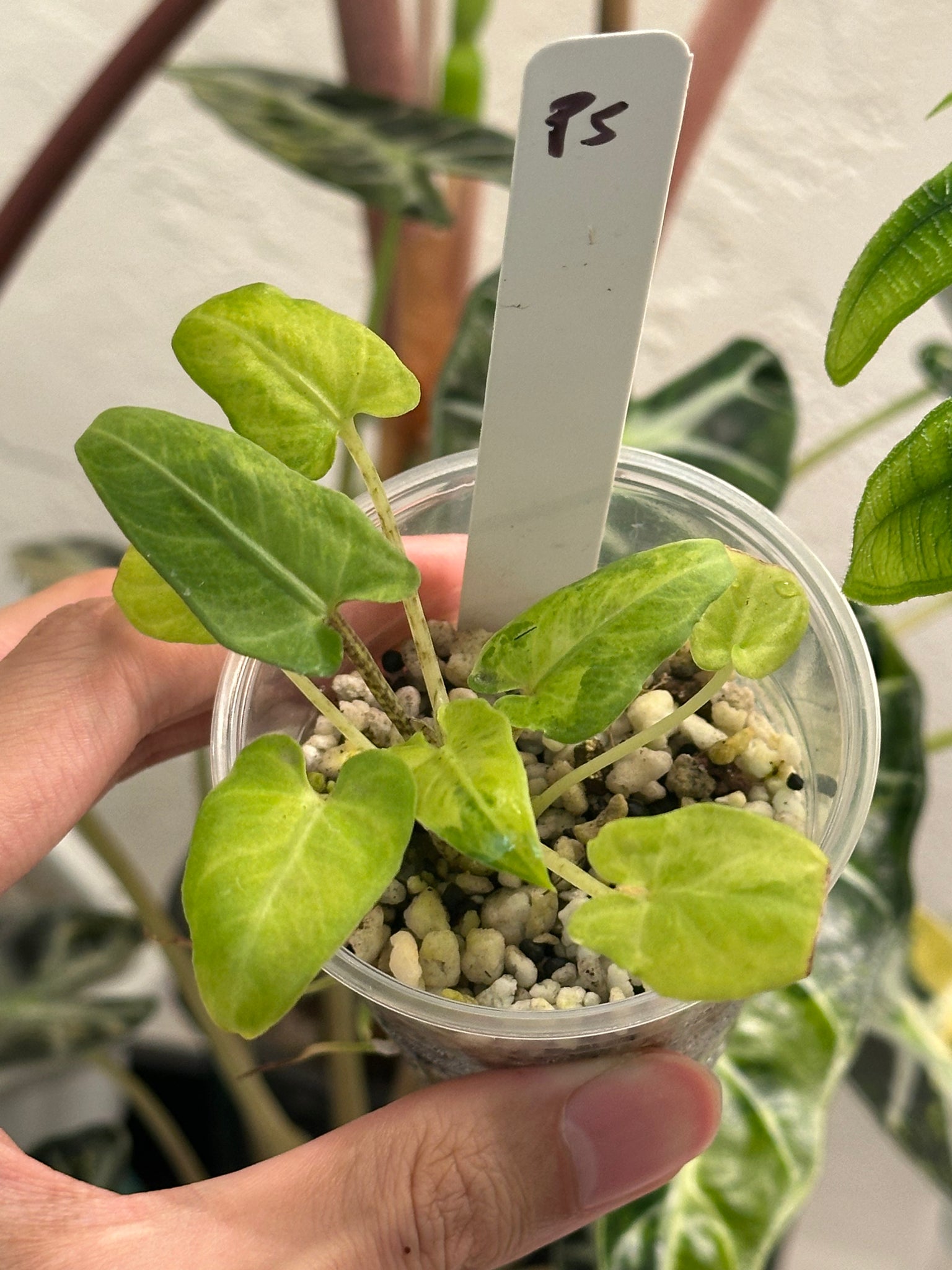 Alocasia Lauterbachiana Aurea (green on green)