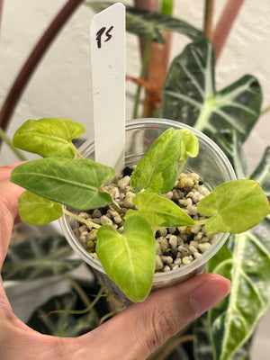 Alocasia Lauterbachiana Aurea (green on green)