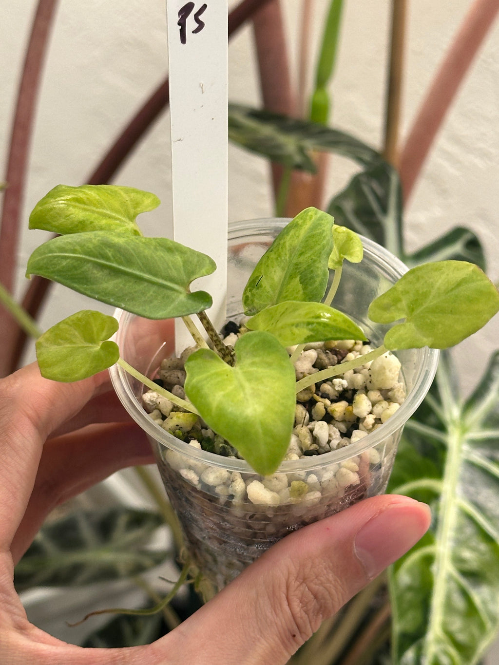 Alocasia Lauterbachiana Aurea (green on green)