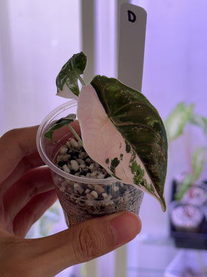 Alocasia Azlanii pink/albo # D- discount applied