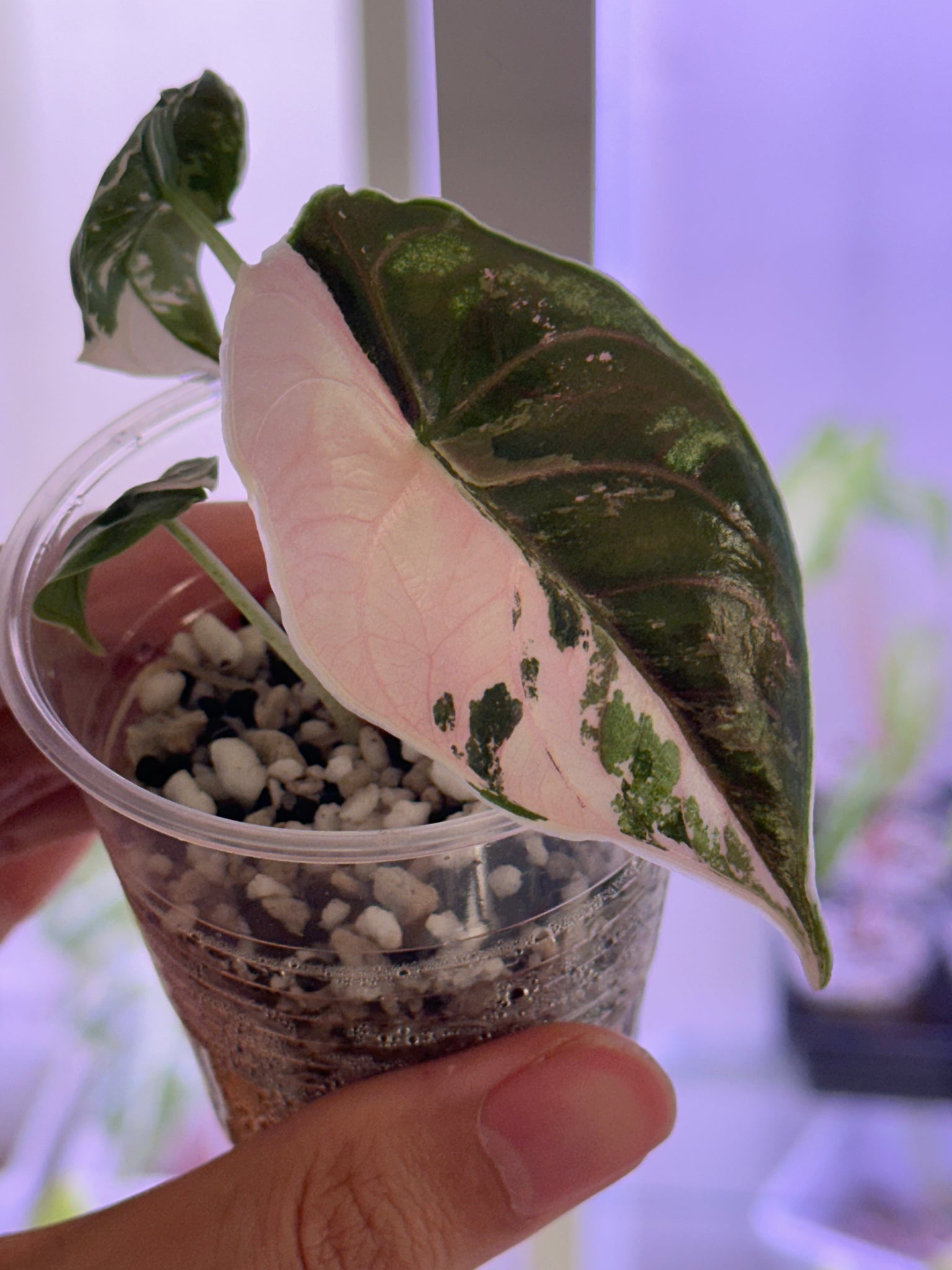 Alocasia Azlanii pink/albo # D- discount applied