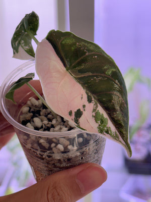 Alocasia Azlanii pink/albo # D- discount applied