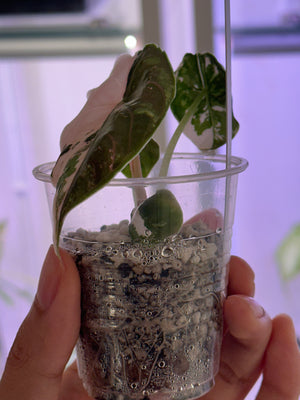 Alocasia Azlanii pink/albo # D- discount applied