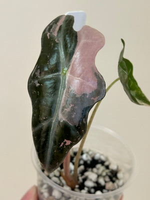 Alocasia Dragon Scale Mint #29 + Nobilis pink high var + heat pack